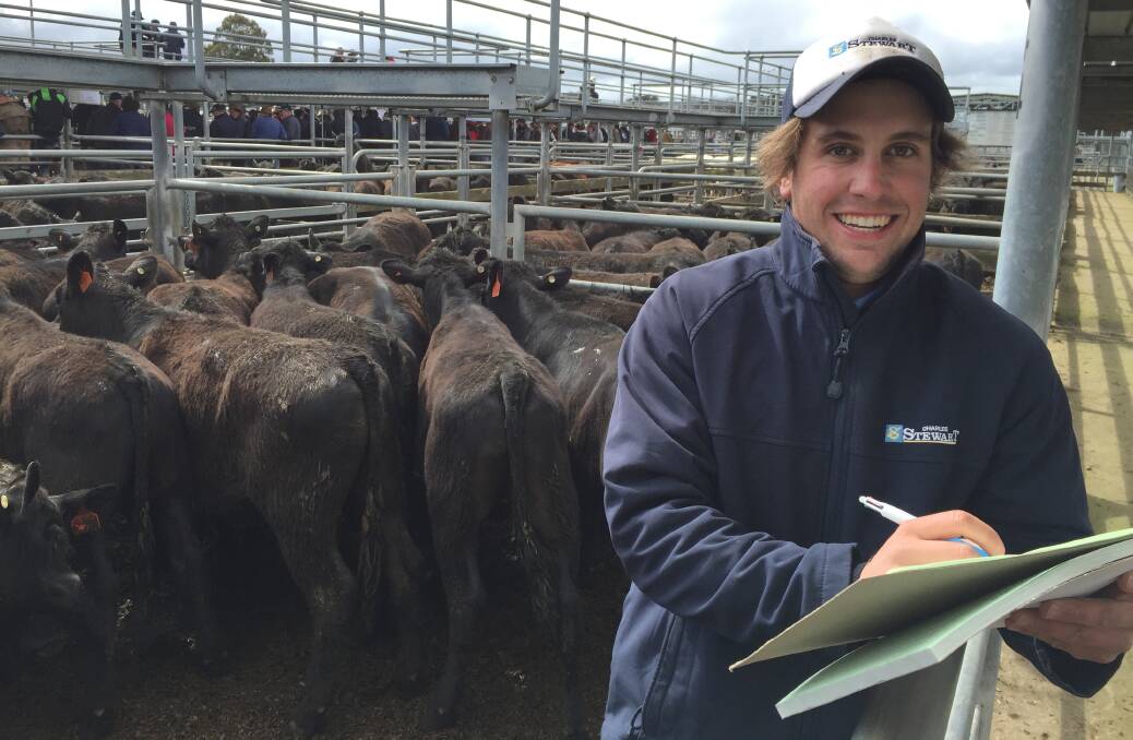 Lachie Barclay, Charles Stewart & Co. sold for the Barclay family, Mingawalla, Beeac 40 Angus steers, 307kg at $1360.