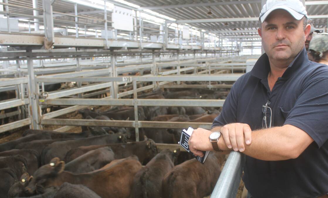 TOUGH CALL: Clea Pastoral manager, Tim Hickey, Anembo, NSW watched over selling, to $450 a head of the northern Monaro property's Angus steer calves, aged 2 to 3 months at NVLX Barnawartha while its heifer line made to $280.