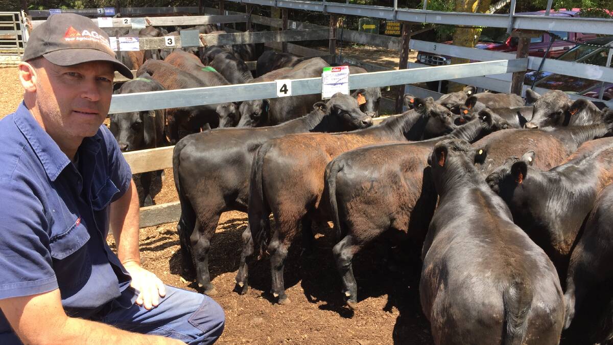 Dave Bassett sat proudly above his Bassett & Roberts spring-drop Angus steers, 478kg that made $1350 a head at Kyneton.