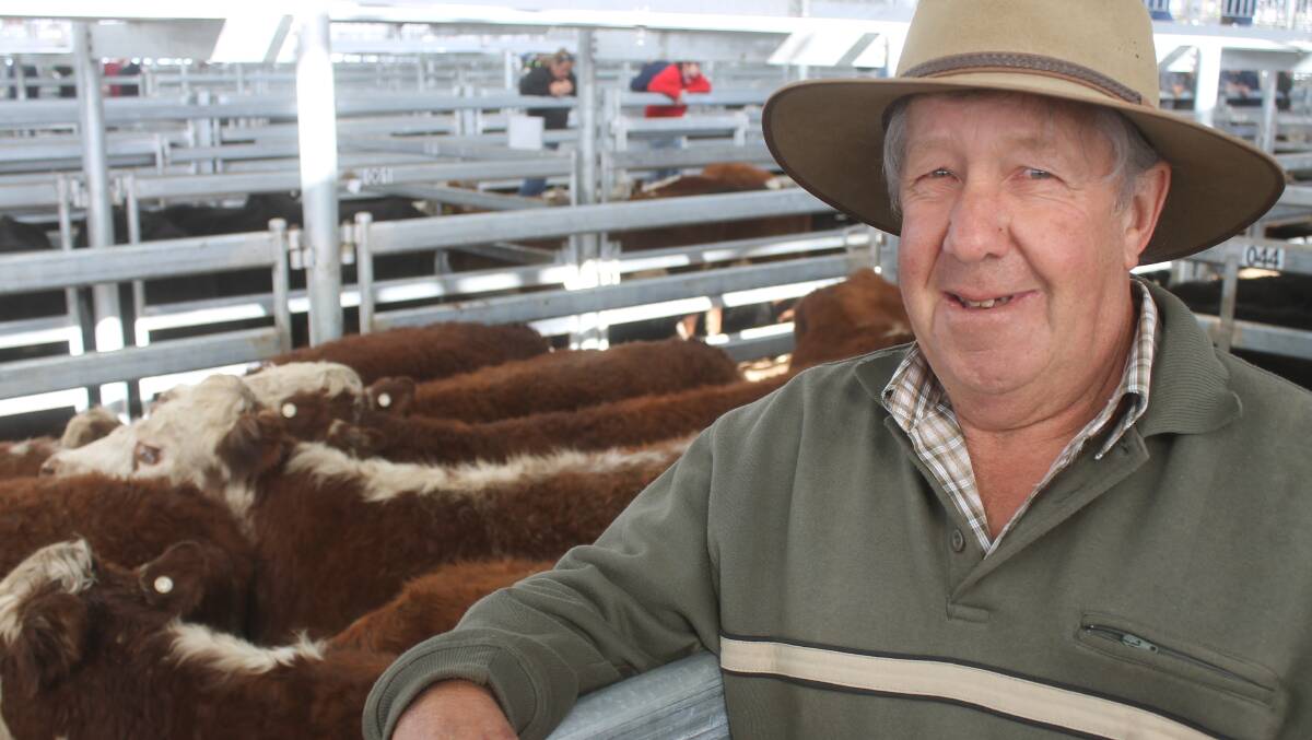 Noel Price, Broadwater, with his yard of Hereford-Shorthorn steers, 437kg, that made 271c/kg.