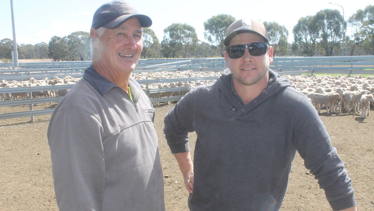 Good buying: With country near Swan Hill and Lake Boga, Joe and Adam Kelly purchased shorn store lambs to fatten on irrigation pasture and failed Mallee crops.