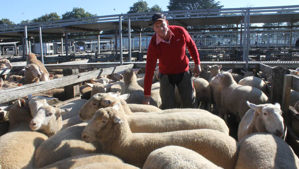 Tim Hill, Elders Avoca with a pen of extra heavy grain-fed White Suffolk-cross lambs, 38kg, sold at $234 by his client Ian Martin of Adelaide Lead near Maryborough. 