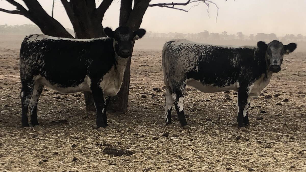 QUALITY SELLS: These Speckle Park heifers, offered by Pasadena, Moama, NSW, sold at $1030 a head, while their steer brothers, 395k,g made $1140.