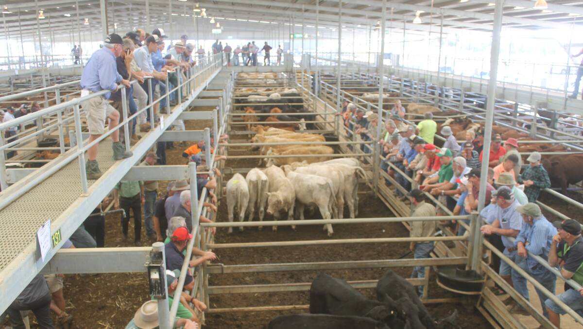 Numbers were significantly reduced to 733 adult cattle for this month's Echuca store cattle sale where demand was tougher especially for secondary cattle according to the centre's selling agents.