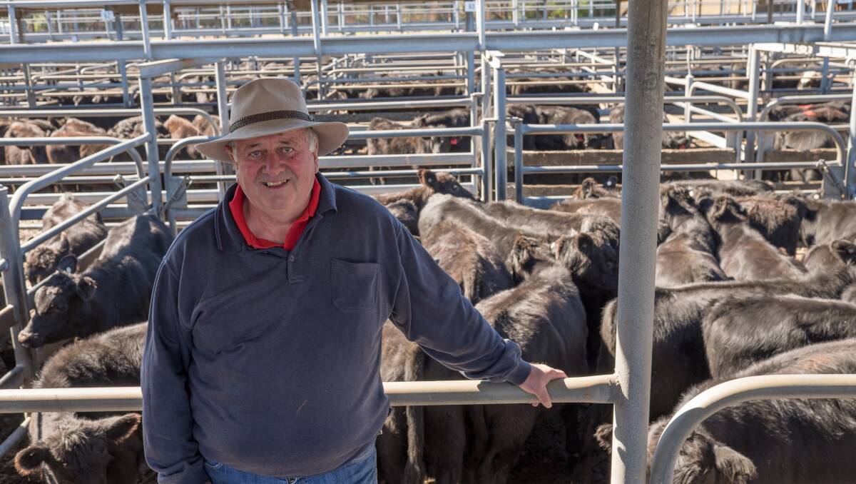 Elders Mount Gambier's David Creek sold a line of PCAS-eligible Landfall-blood Angus steers and heifers from Woodside, Sale, Vic. The 266kg top draft of Angus steers sold at $830 or $3.12/kg, while their 252kg Angus heifers sold to $580 or $2.30/kg.