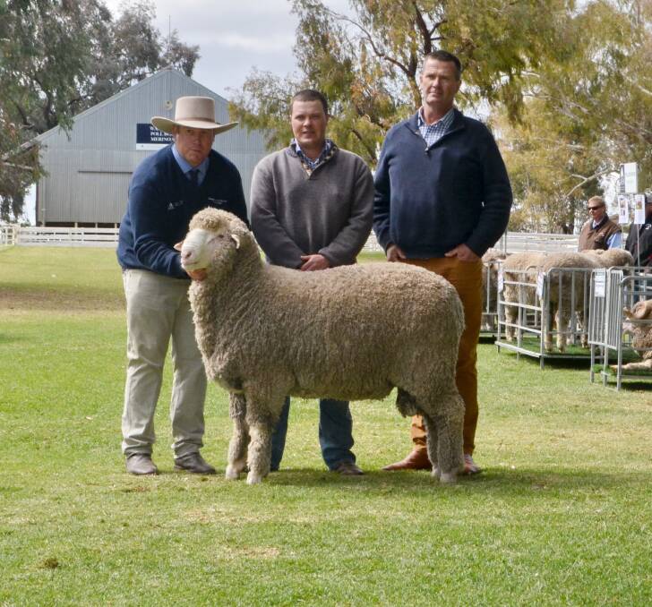 SUPERIOR SHAPE: Poll Boonoke stud manager Angus Munro, Conargo, NSW, with the $46,000 ram bought by Brett and Nigel Kerin, Kerin Poll Merinos, Yeoval, NSW.