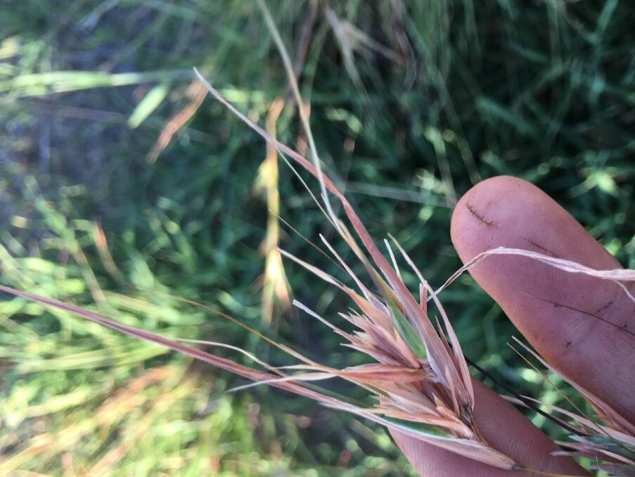 TEST CROP: Kangaroo grass will be grown at two sites in central Victoria. Picture: LATARNIE McDONALD