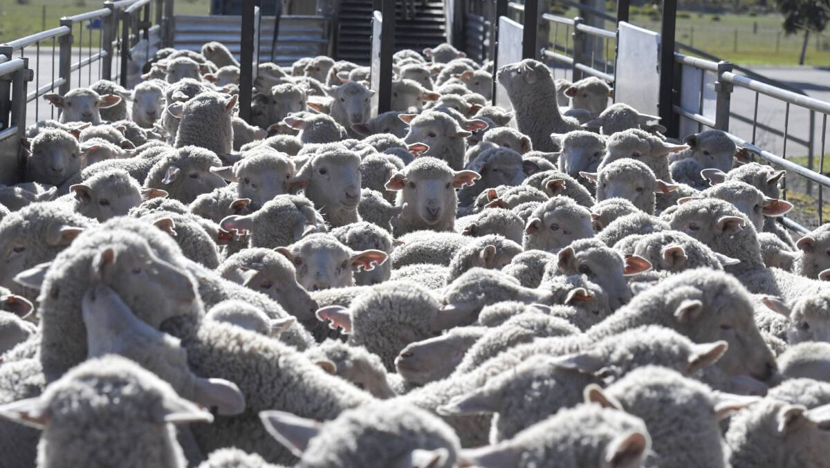 CATTLE ONE THE SHEEP'S BACK: A change in cattle sale dates at Bendigo to Monday aimed at taking advantage of the popular Monday sheep and lamb sale at the Bendigo Livestock Exchange. Picture: NONI HYETT